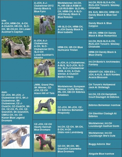 Kerry blue terrier